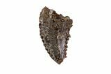 Rare, Raptor Tooth (Troodon) - South Dakota #82145-2